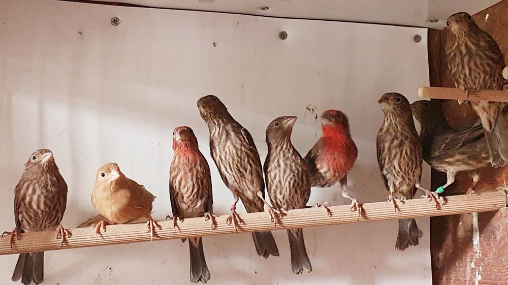 Pintarroxos mexicanos (carpodacos)