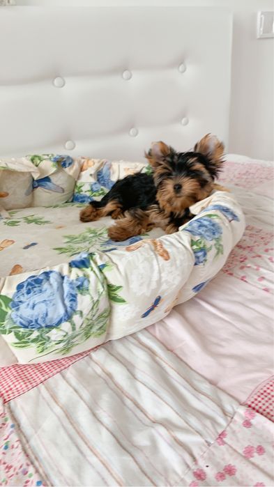 Щенки йорки мальчуган