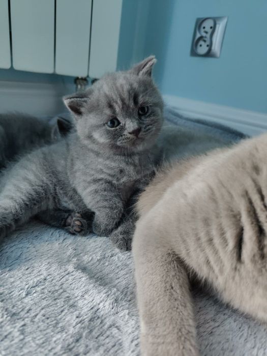 Kot brytyjski krótkowłosy