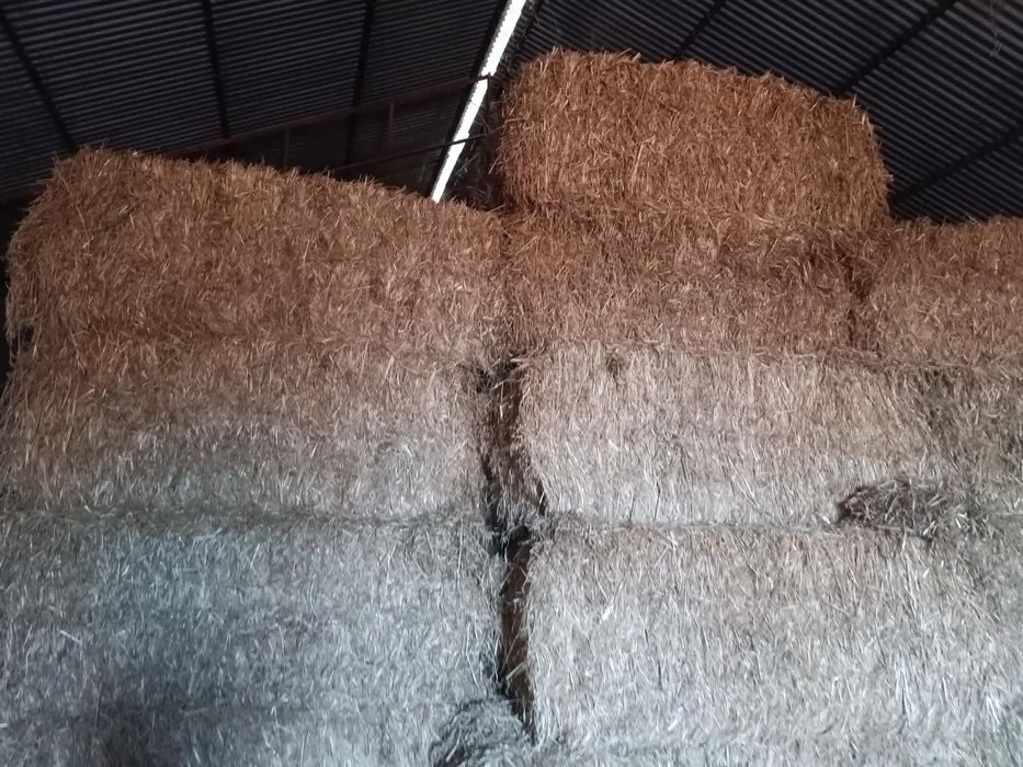 Feno de consociação de aveia + triticale + ervilhaca ou de prado AVEX