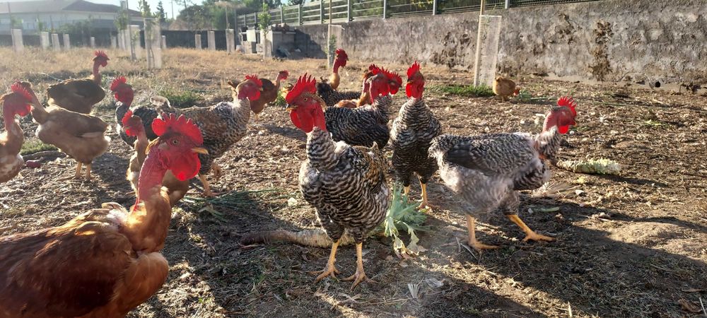 Ovos - produção em modo biológico