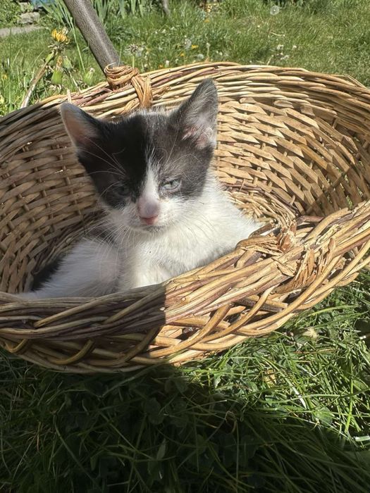 Віддам в добрі руки котиків