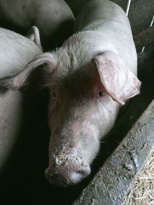 sprzedam tuczniki 100-120 kg