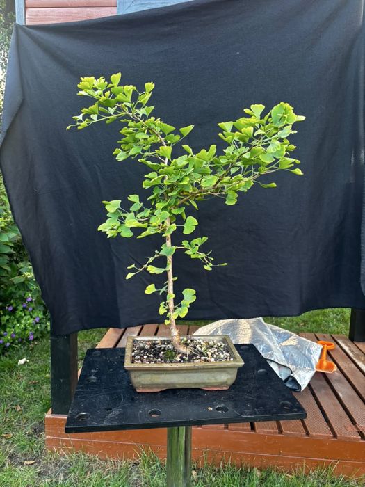 Drzewka bonsai rozne