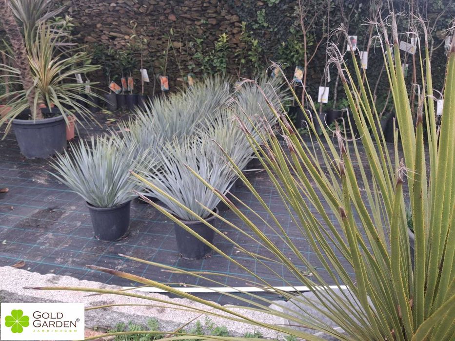 Yuccas Rostratas