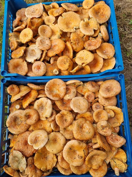 Продаю гриби Рижики