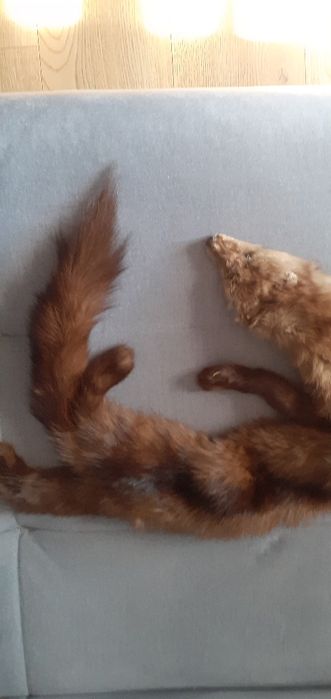 Kołnierz z tchórzofretki