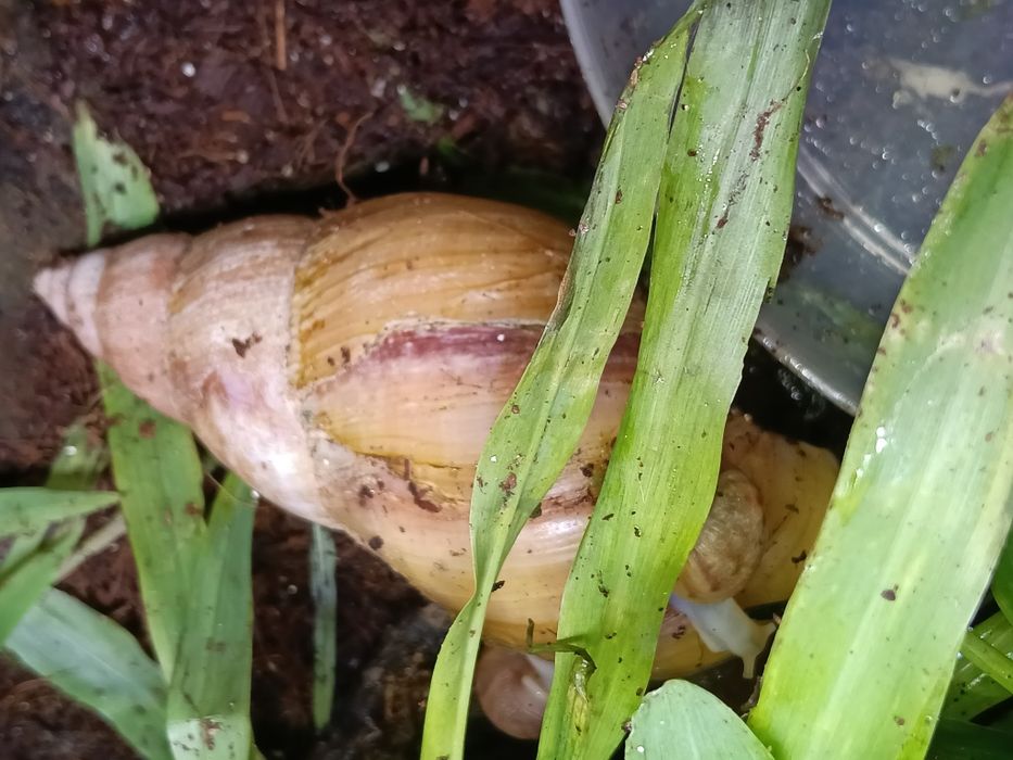 Ślimaki afrykańskie Lissachatina (Achatina)fulicia, dorosłe