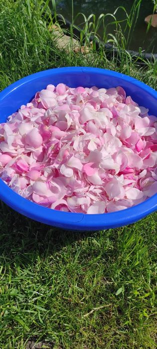 Пелюстки чайної троянди. Є свіжі й сушені