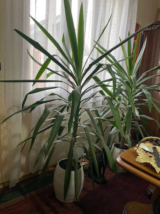 Продам вазон