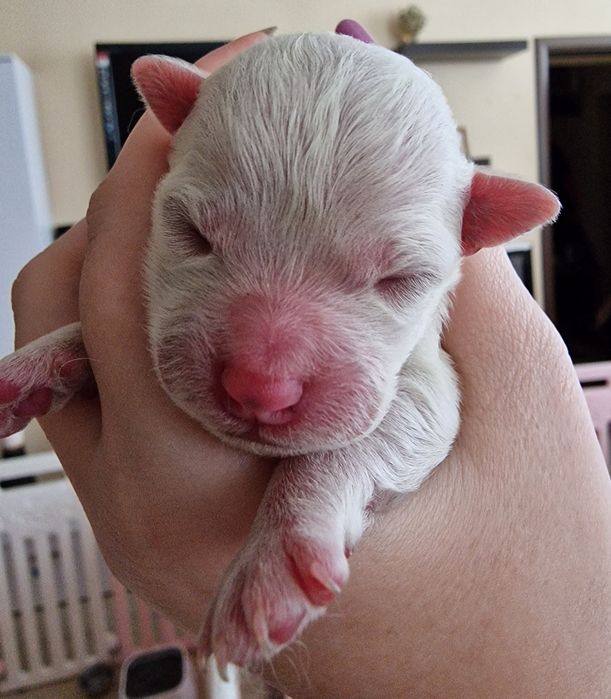 Монопородный питомник Бишон фризе предлагает к продаже щенков