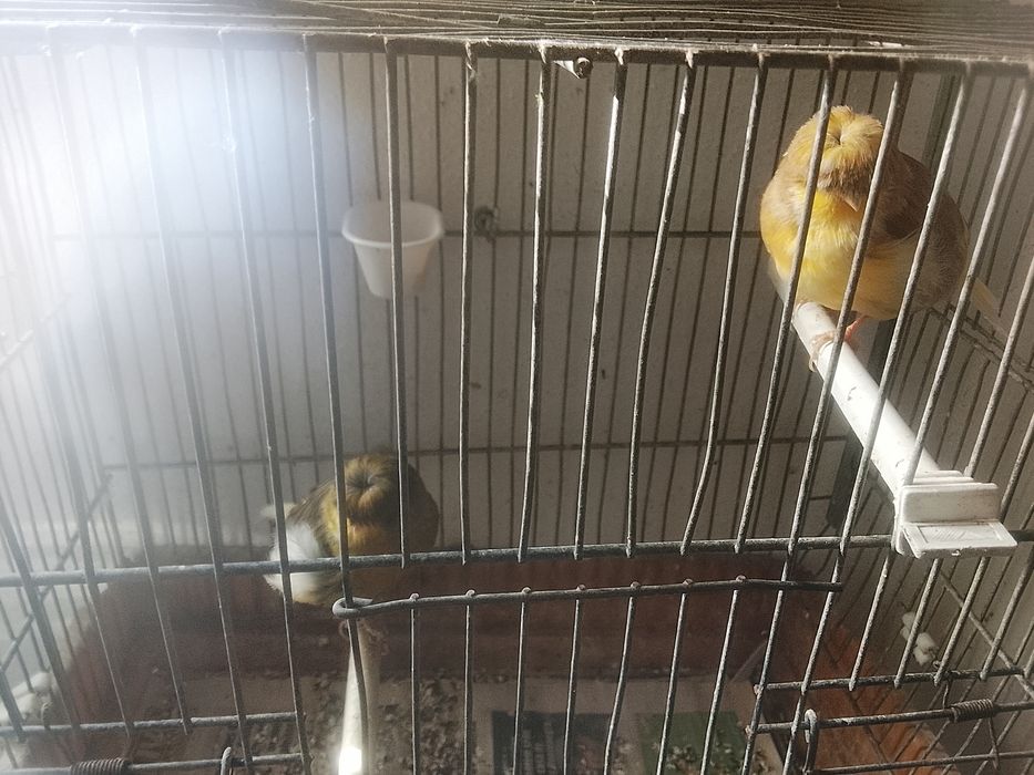 Canarios casal deste ano