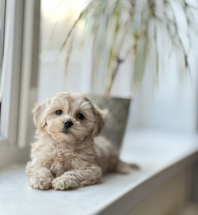 Маленькі Живчики Мальтипу. Мальтіпу вибір найкращих.цуценята для вас!