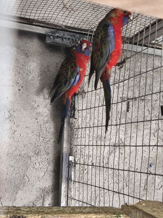 Vários tipos de aves