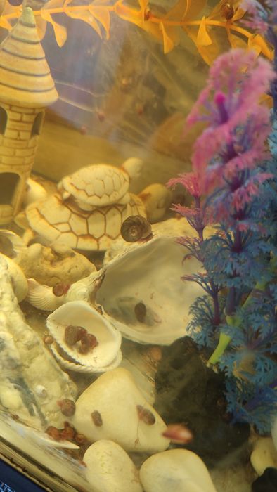 Равлики для акваріума