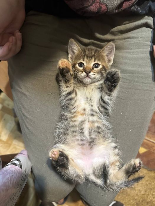 Отдам даром котенка