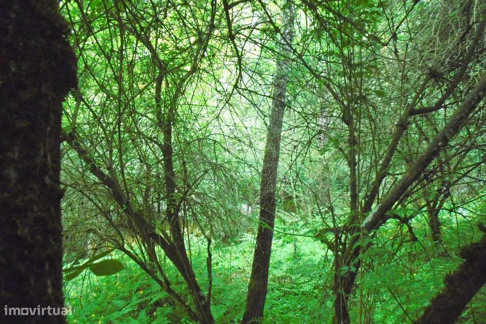 Terreno  para venda