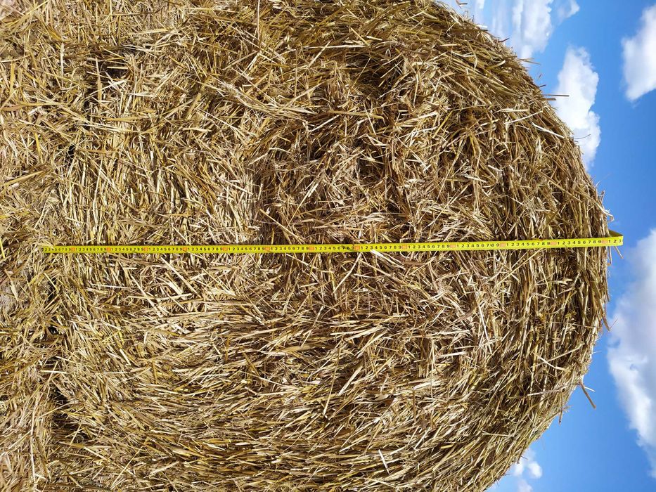 Słoma z tegorocznych zbiorów
