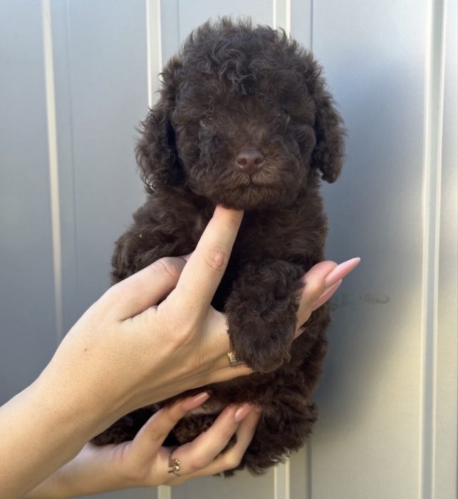 Той пудель шоколадка малявка