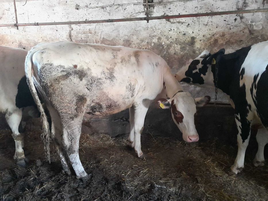 3 krowy mleczne + jałówka wysokocielną