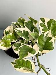 Эпипремнум, сциндапсус 10 видов