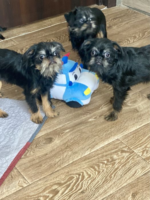 Гриффон бельгійський