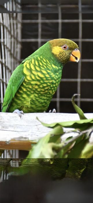 Loris trichoglossus meyeri