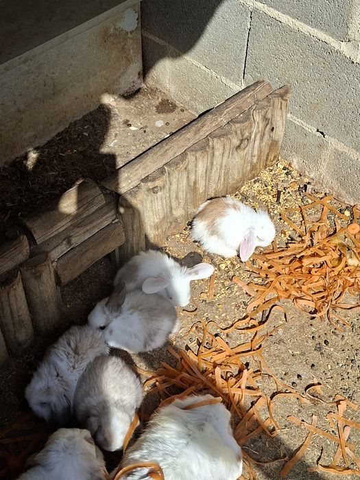 Coelhos Anões Raça Belier Puros