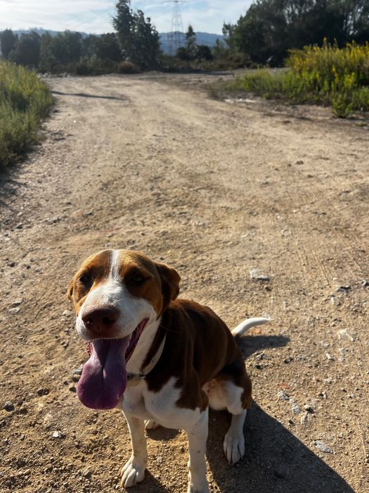 Cadela para adoção