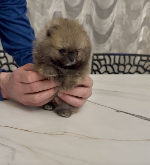 Супер-міні хлопчик КСУ