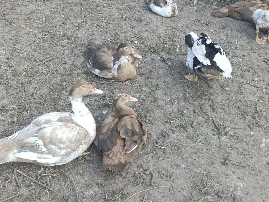 Індокачки, мускусні качки різного віку