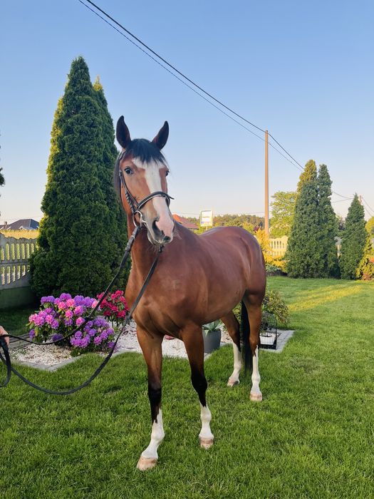 Klacz wielkopolska 4 lata