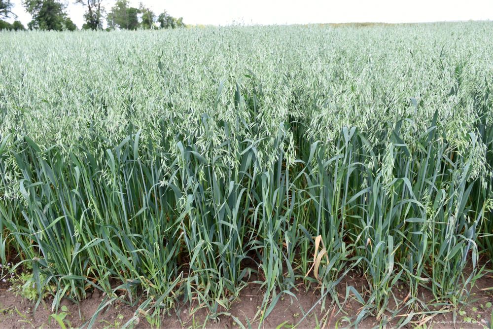 Owies -2025 Owies jary