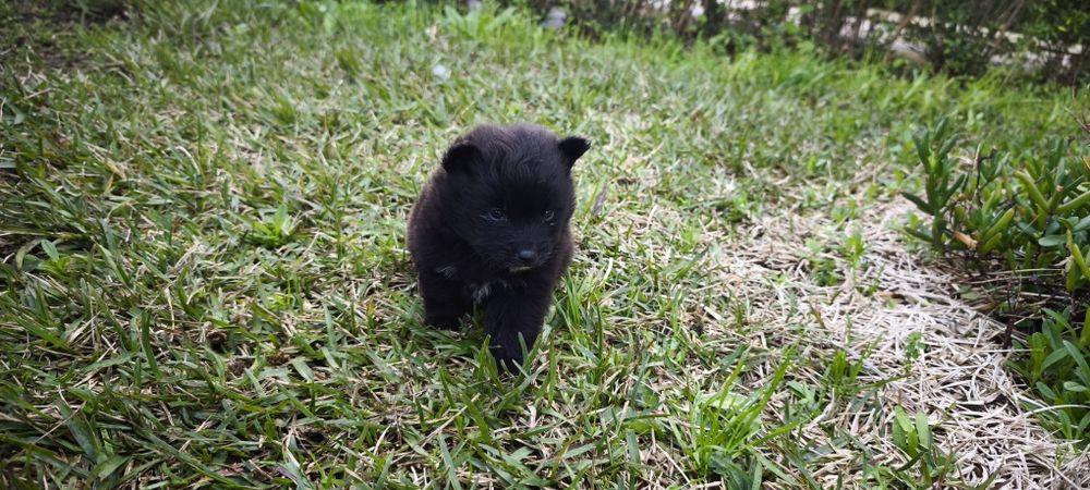 Spitz alemão anão fêmea Lulu da Pomerânia criado em ambiente familiar