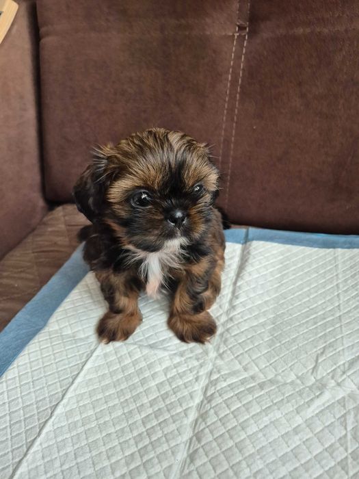 Shih Tzu suczka  sprzedam