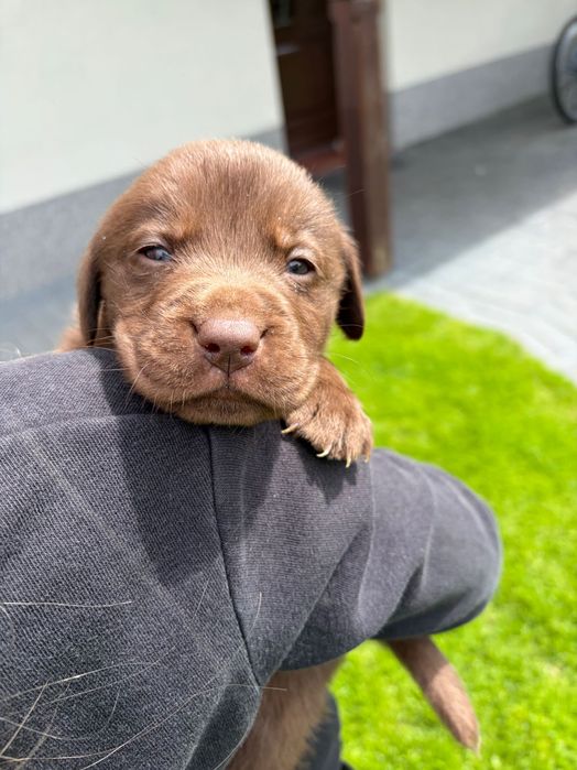 Labrador retriever