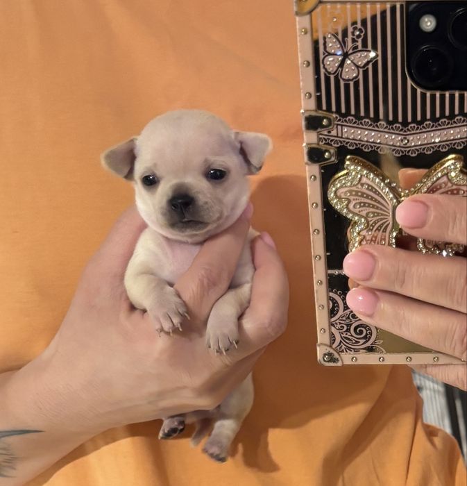 Chihuahua dziewczynka  malenka