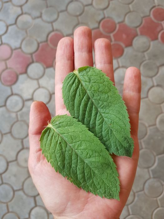 Сушеная мята крупный лист