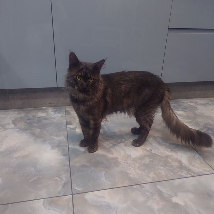 Maine Coon Bruno i Borys rodowód