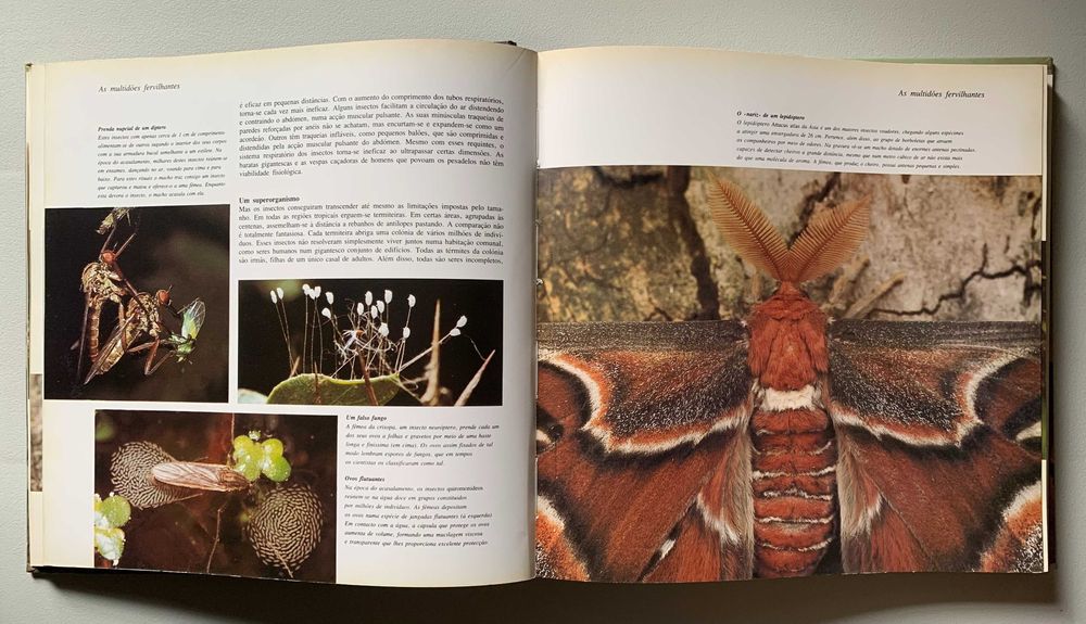 A Vida na Terra - David Attenborough