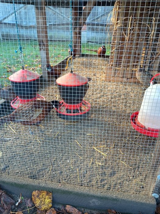 Sprzedam bażanty łowne polne