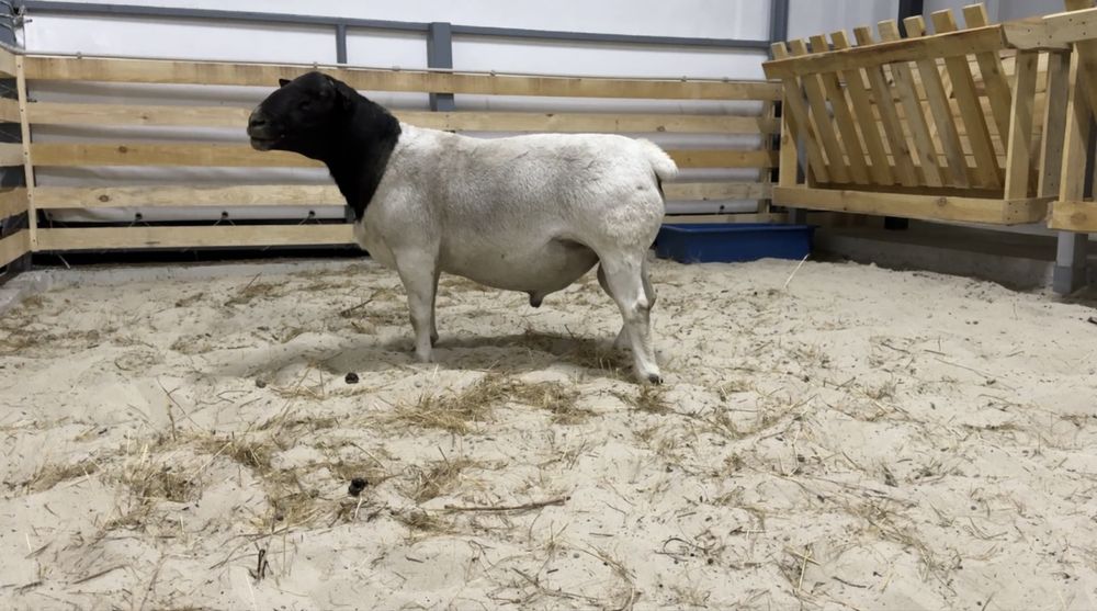 Свіжа ягнятина від фермера, ярки, баранчики на племʼя 50%, 75% Дорпер