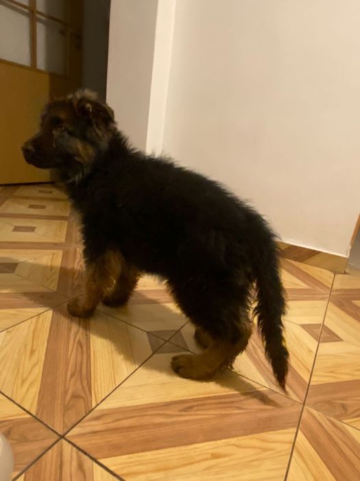 Owczarek niemiecki długowłosy suczka