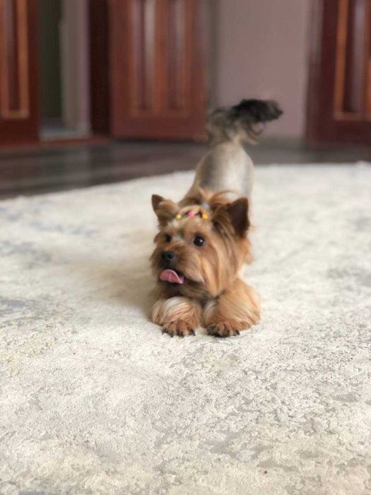 В'язка кобеля ЙОРКА