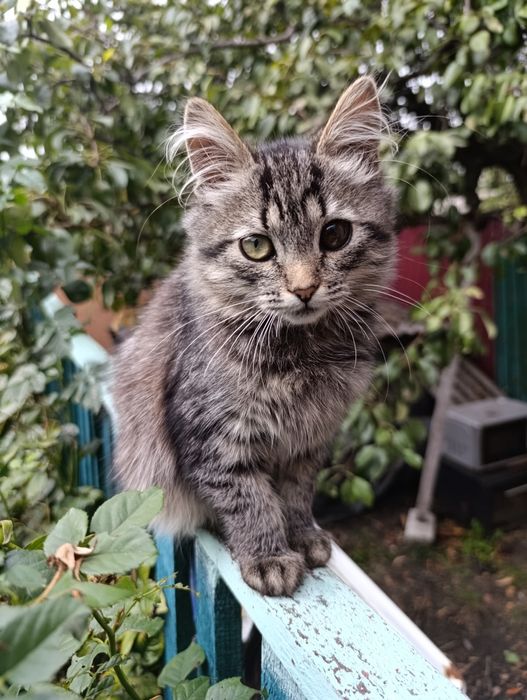 Віддам кошенят в добрі руки