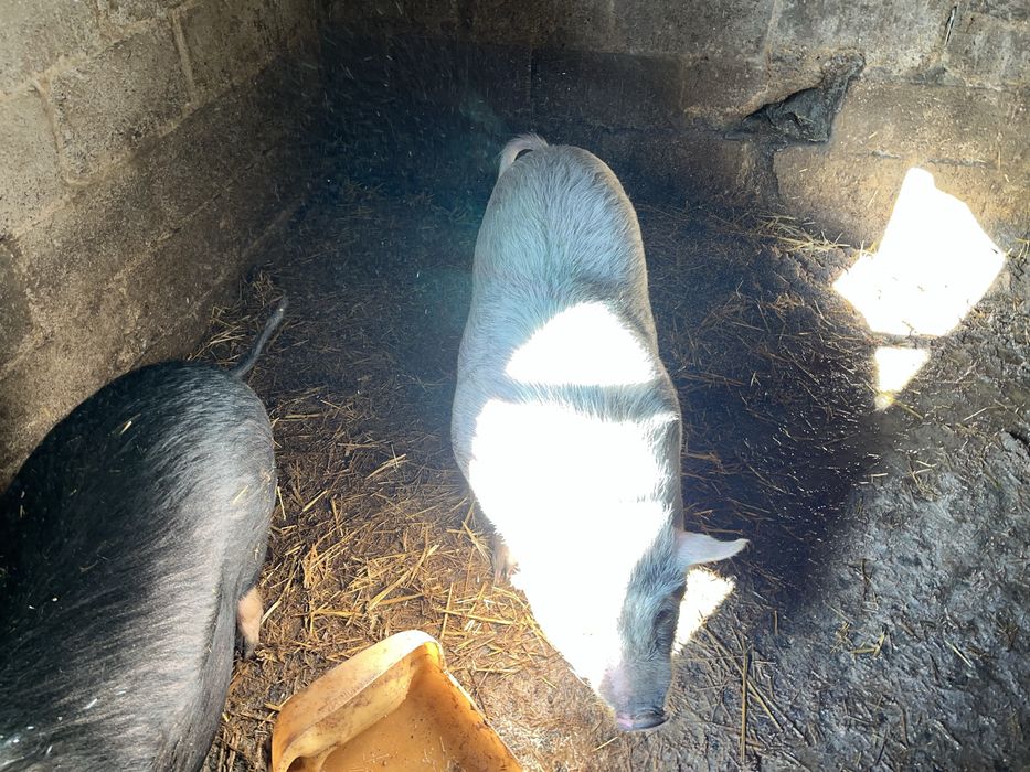 Продам Вьетнамских поросят