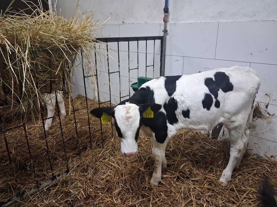 cielaki cielęta byczki