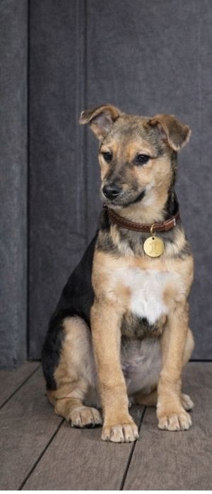 Щенки в добрі руки. Шукають дім.