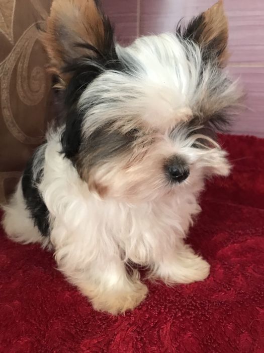 Мініатюрний кобель бівер