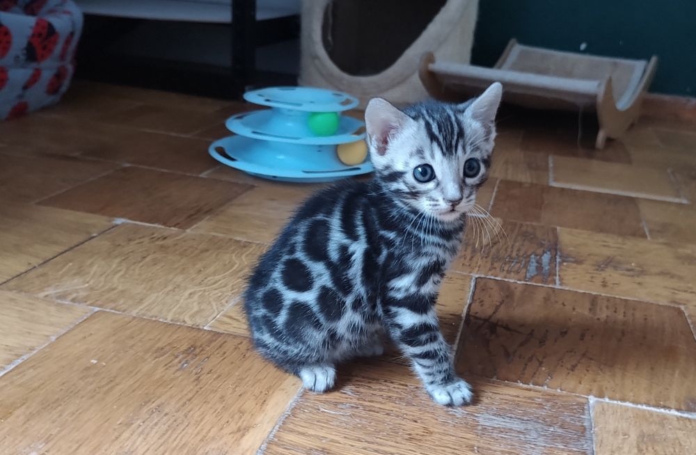 Srebrna kotka bengalska, rodowód FPL